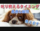 叱り終えるタイミングの最適解説＆対処法【犬のしつけ】