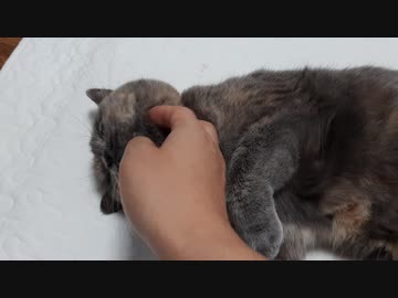 およびでない？ナデナデをやんわりとを拒否する猫ちゃん