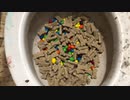 M&M'sとドッグフードをトイレに流してみた