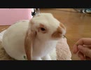 カモミールが咲いたのでうさぎさんにあげてみた