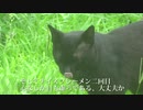 公園の若い黒猫、人妻猫に入れ込んで変態紳士猫になる