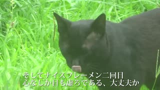 公園の若い黒猫、人妻猫に入れ込んで変態紳士猫になる