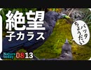 0813【カラス親子の捕食教育】カワセミが魚を丸呑み。蝉爆弾とセミの幼虫。オイカワ産卵。カルガモ親子とセキレイ親子【今日撮り野鳥動画まとめ】身近な生き物語