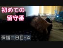 保護猫を置いて初外出、大人しく留守番してくれるかな？【野良猫の保護二日目 ４】