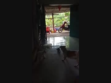 犬ｖｓネズミ