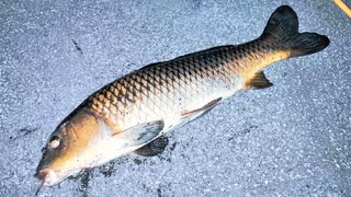 【釣り・VLOG】東京、夜の浮間公園でセミで鯉を釣る！（板橋区と北区の境）＠旧岩淵水門でゲリラ豪雨に見舞われた時のおまけ動画あり【P30 Pro】