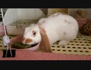 牧草キューブを食べるうさぎさん