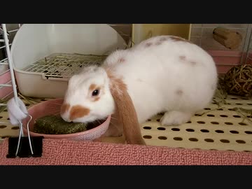 牧草キューブを食べるうさぎさん