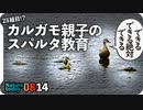 0814【カルガモ親子のスパルタ教育】8月生まれの新家族。琵琶湖の野鳥。カワセミつがい？ヒヨドリ鳴き声。怪我と奇形の子ガモ【今日撮り野鳥動画まとめ】身近な生き物語