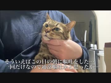 次男坊猫、腹部に異常発見で検査を受ける