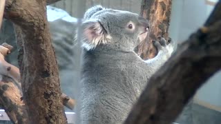 #金沢動物園 の #コアラ #koala