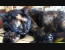 猫とせせらぎ（睡眠導入）