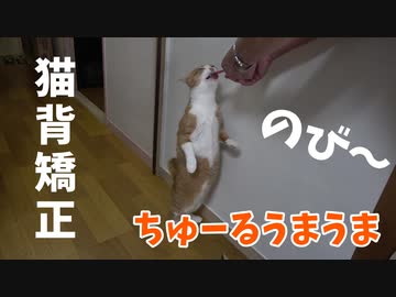 ちゅーるで猫背を矯正する方法。