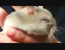 主とハムの戯れ。 Master and hamster play.  #69【ハムスター物語】