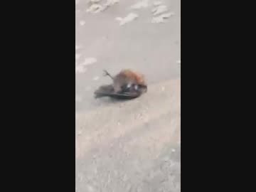 ネズミｖｓカラス