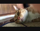 猛暑を避け寝転ぶ虎猫
