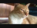 【ASMR】虎猫のゴロゴロ