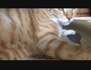 虎猫のお腹にチョイチョイ