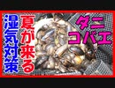 【全滅する前に！】デュビアのケージを改造しました。【ダニ・コバエ・夏対策】