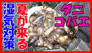 人気の 動物 ゴキブリ 動画 177本 ニコニコ動画