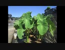 ２０２０年８月１５日　ho散歩
