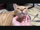 虎猫の重低音