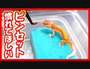 【ピンセット恐怖症⁉】自家繁殖で産まれたレオパの赤ちゃんにピンセットで餌をあげてみた。