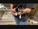【豆柴】いつもヤンチャな子犬が驚くほど大人しくなる"抱っこ"【母の温もり最強】