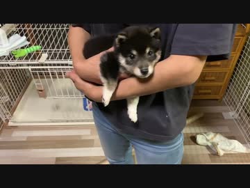 【豆柴】いつもヤンチャな子犬が驚くほど大人しくなる"抱っこ"【母の温もり最強】