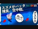 0815【スズメがバッタを捕食】カルガモ親子、雛だんご。幼鳥コラボ。エンジェルウイングの水鳥、スズメ水浴び【今日撮り野鳥動画まとめ】身近な生き物語_1