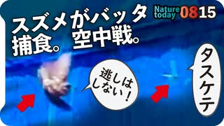 0815【スズメがバッタを捕食】カルガモ親子、雛だんご。幼鳥コラボ。エンジェルウイングの水鳥、スズメ水浴び【今日撮り野鳥動画まとめ】身近な生き物語_1