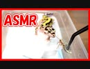 【咀嚼音】レオパがゴキブリをムシャムシャ食べる動画【ASMR】
