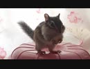 バナナをあげたら手がべたべたになって捨ててしまったシマリスさん