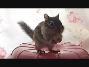 バナナをあげたら手がべたべたになって捨ててしまったシマリスさん