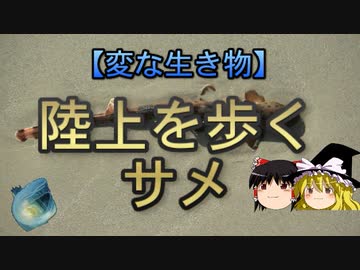 変な生き物　part7