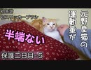 食べた缶詰を即行エネルギーに変換する猫【野良猫の保護二日目 ５】