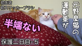 食べた缶詰を即行エネルギーに変換する猫【野良猫の保護二日目 ５】