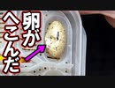 【卵の現状報告】レオパが産んでくれた卵の様子を紹介します【卵の管理方法も紹介】