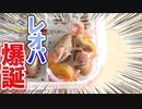 【小さすぎる！】繁殖したレオパの赤ちゃんが産まれてきました【2匹同時に生まれてきました！】