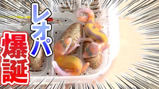 【小さすぎる！】繁殖したレオパの赤ちゃんが産まれてきました【2匹同時に生まれてきました！】