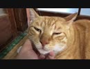 クーラーで涼む虎猫