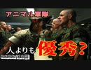 【世界大戦】自滅もかなり多かった！？動物兵器を解説してみた！