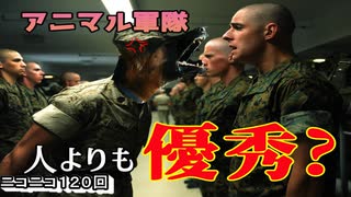 【世界大戦】自滅もかなり多かった！？動物兵器を解説してみた！