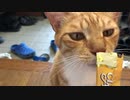 ご褒美タイム虎猫