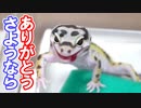 【お迎えが決まりました！】レオパの新しい飼い主様が決まりました【2019年最後の子です】