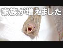 【お迎え報告！】シナモン文鳥をお迎えしました【可愛すぎる】