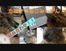 みーさん詰め合わせ