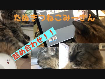 みーさん詰め合わせ