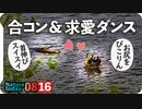 0816【カルガモ求愛合コン】スパルタカモ親子、蝉の羽化、アオサギ謎ポーズ。カラフル実、スズメ喧嘩、アゲハ水飲み、イソシギづがいなど【今日撮り野鳥動画まとめ】身近な生き物語