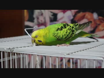 人気の セキセイインコかわいいね 動画 26本 ニコニコ動画